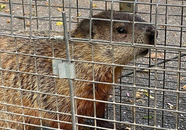 groundhog in cage
