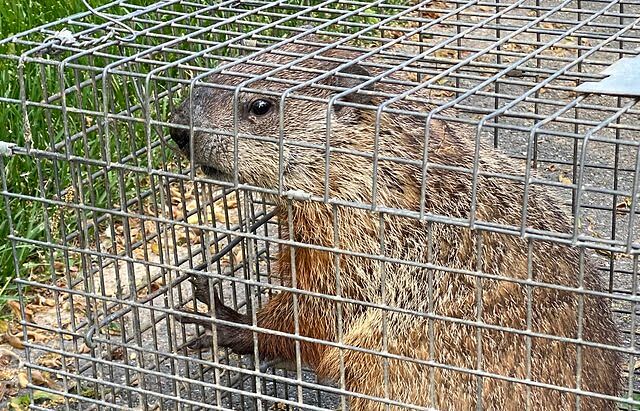 groundhog in cage